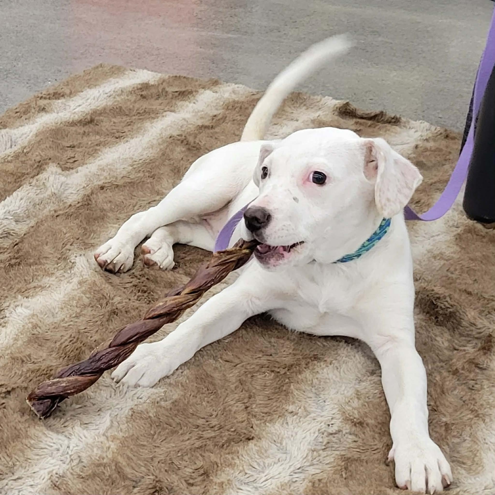 Enlarge Scout , a ADOPTABLE mixed breed in Lowell, IN image 3/3