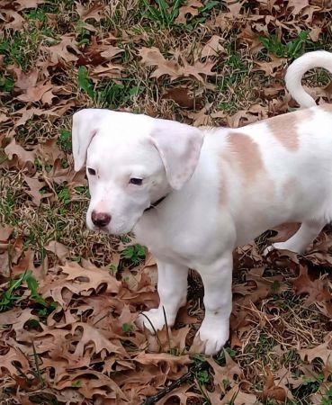 Enlarge Scout , a ADOPTABLE mixed breed in Lowell, IN image 2/3