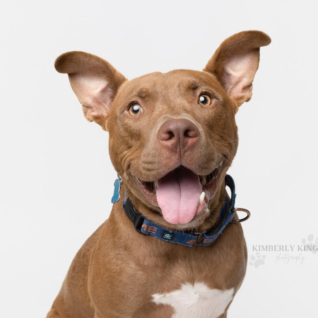 Enlarge Kirby, a Adoptable Pit Bull Terrier in Chicago, IL image 1/6