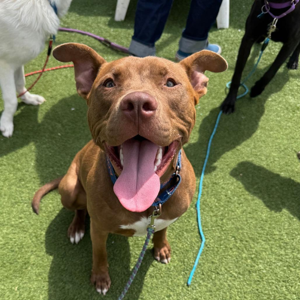 Kirby, Adoptable, Young Male Pit Bull Terrier.