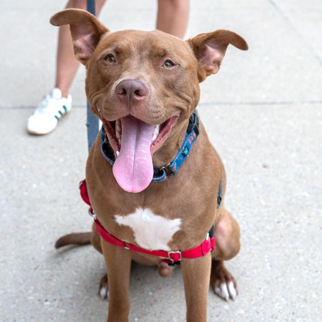 Kirby, a Adoptable Pit Bull Terrier in Chicago, IL image 2/6