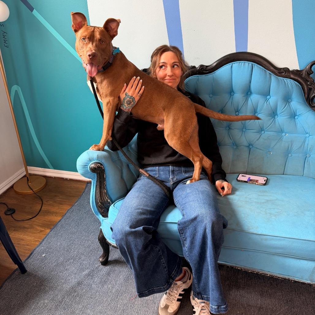 Kirby, a Adoptable Pit Bull Terrier in Chicago, IL image 5/6