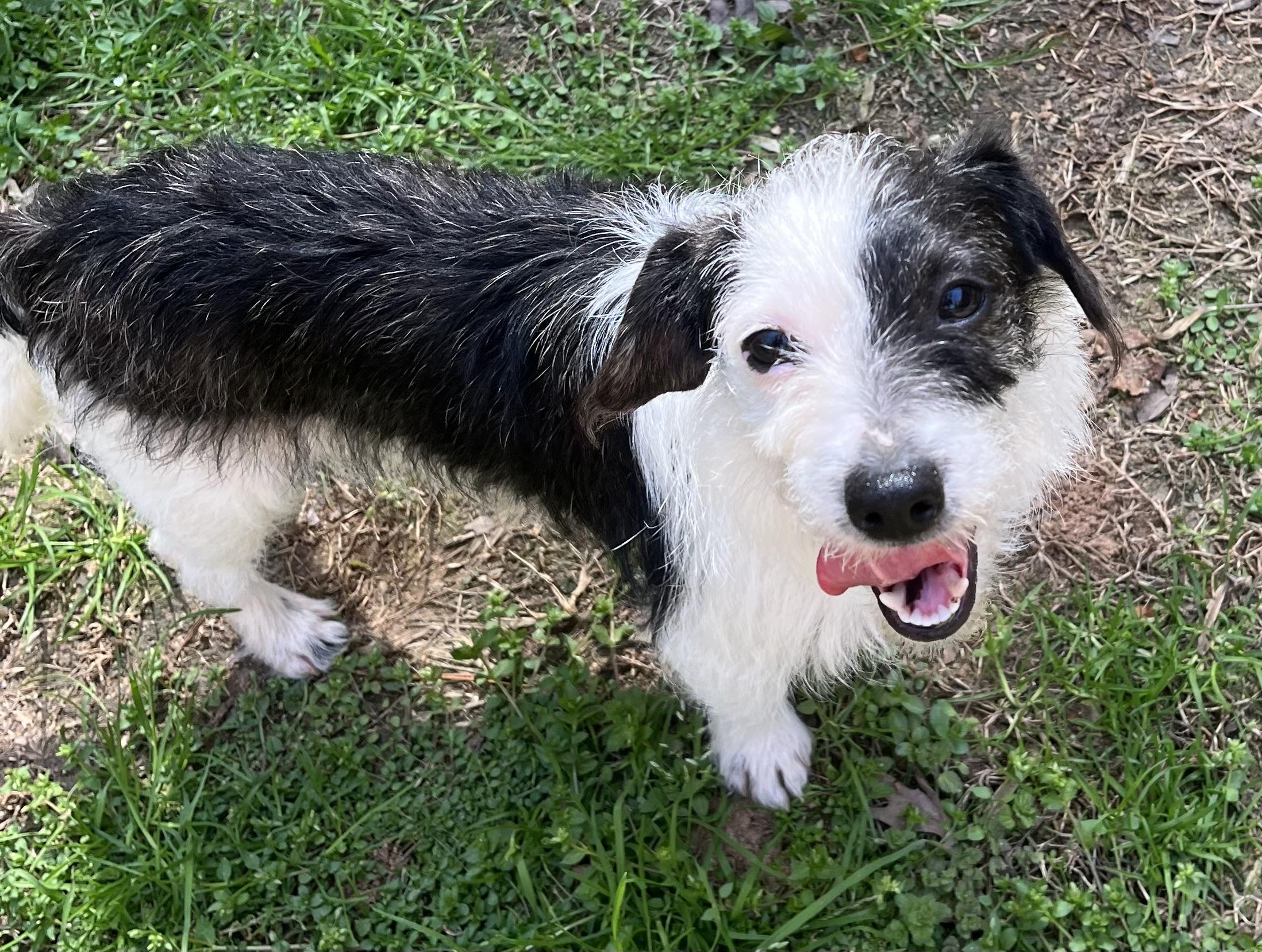 Enlarge Maggie , an adoptable mixed breed in Sanford, NC image 3/4