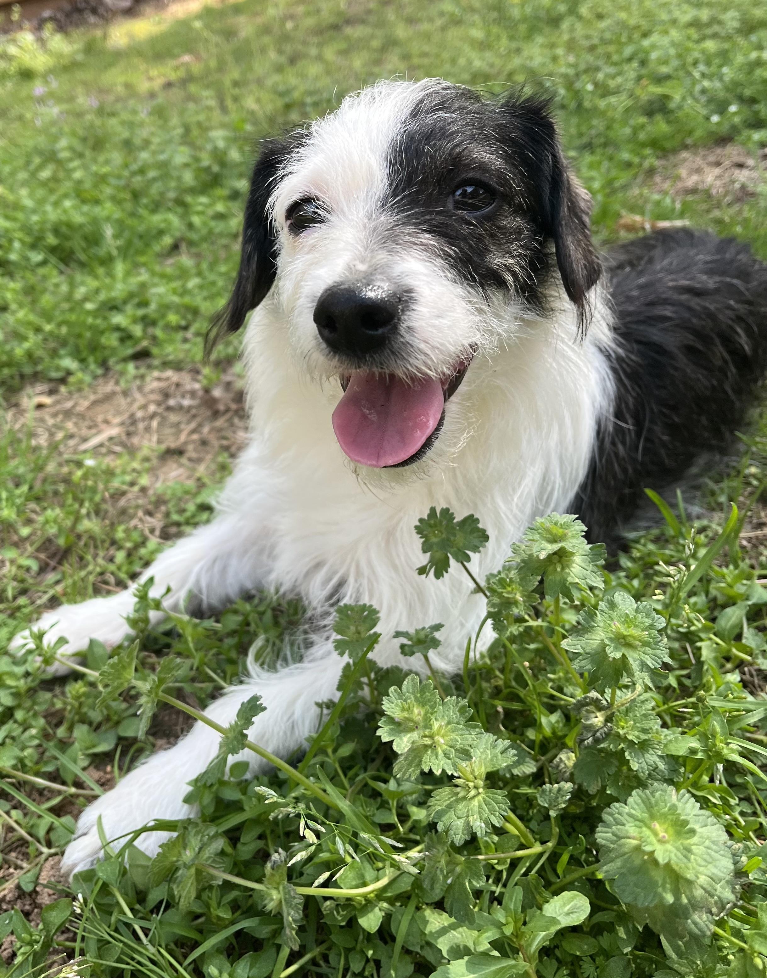 Enlarge Maggie , an adoptable mixed breed in Sanford, NC image 1/4