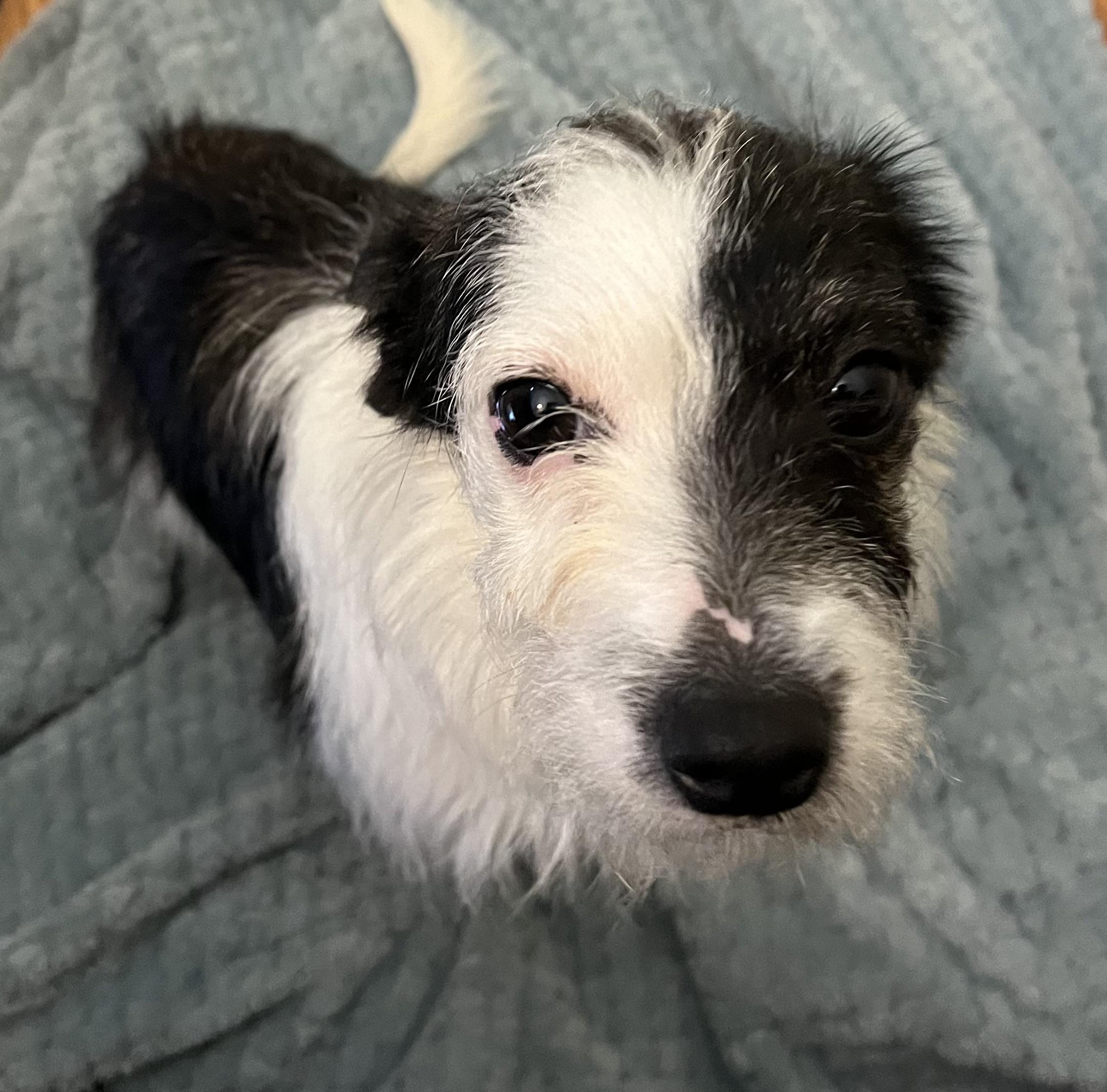 Enlarge Maggie , an adoptable mixed breed in Sanford, NC image 2/4