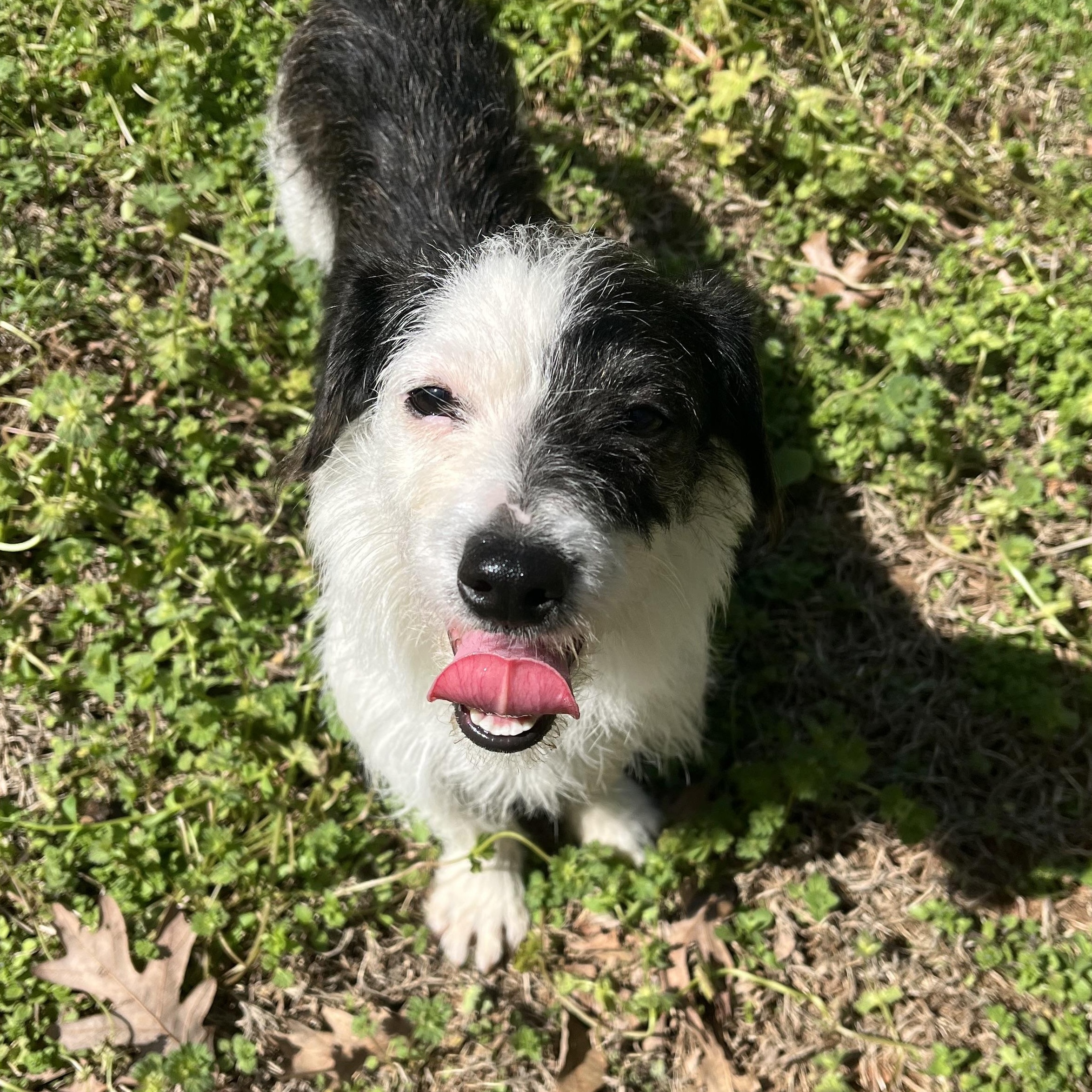 Enlarge Maggie , an adoptable mixed breed in Sanford, NC image 4/4