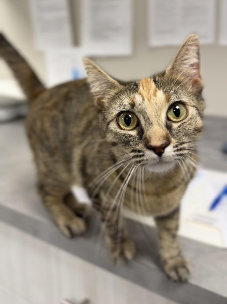 Luna, a Adoptable mixed breed in Bemidji, MN image 1/2