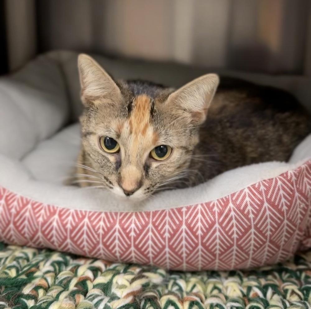 Luna, a Adoptable mixed breed in Bemidji, MN image 2/2