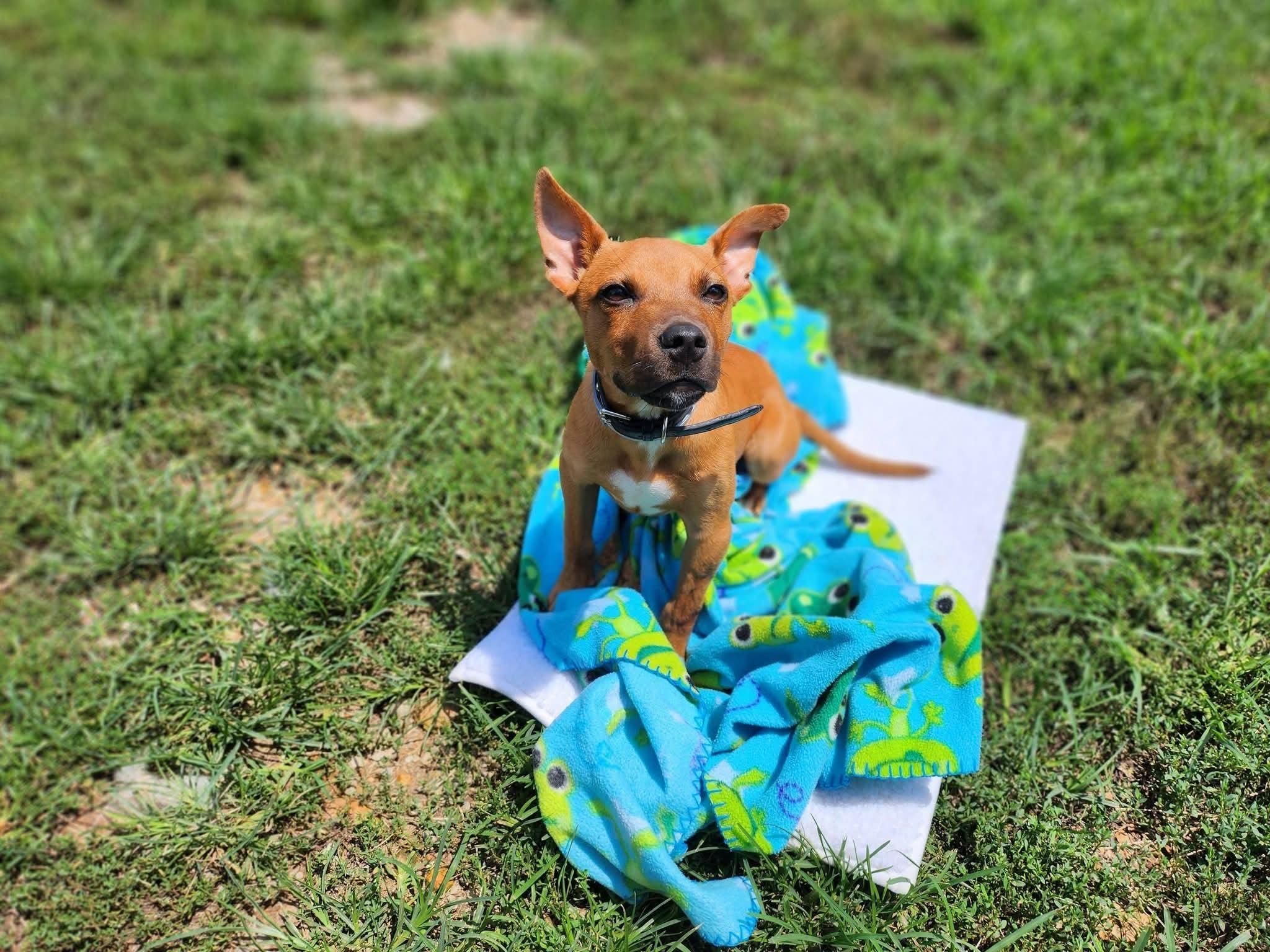 Opie, ADOPTABLE, Puppy Male Miniature Pinscher.
