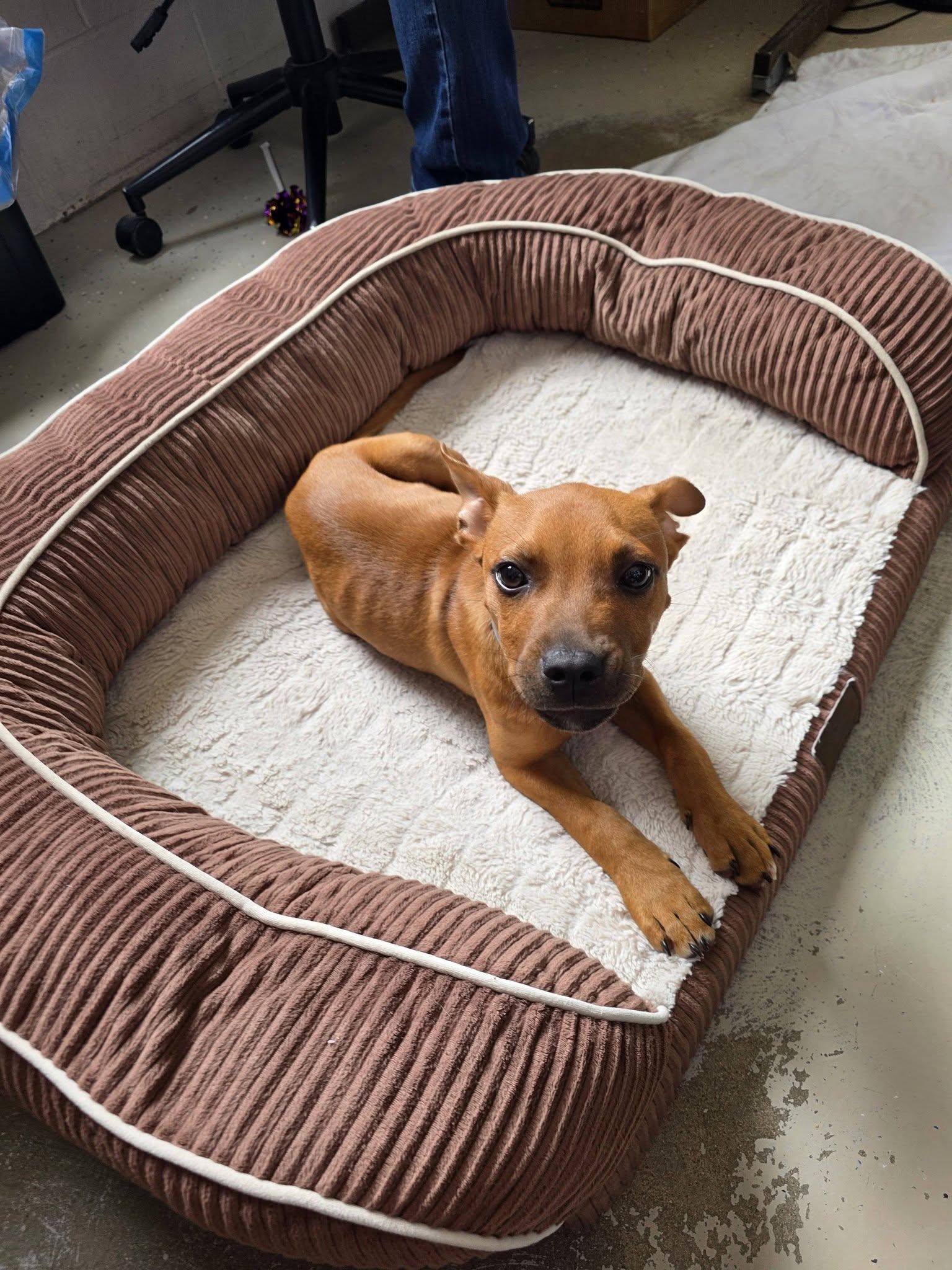 Enlarge Opie, a ADOPTABLE mixed breed in Collierville, TN image 2/6