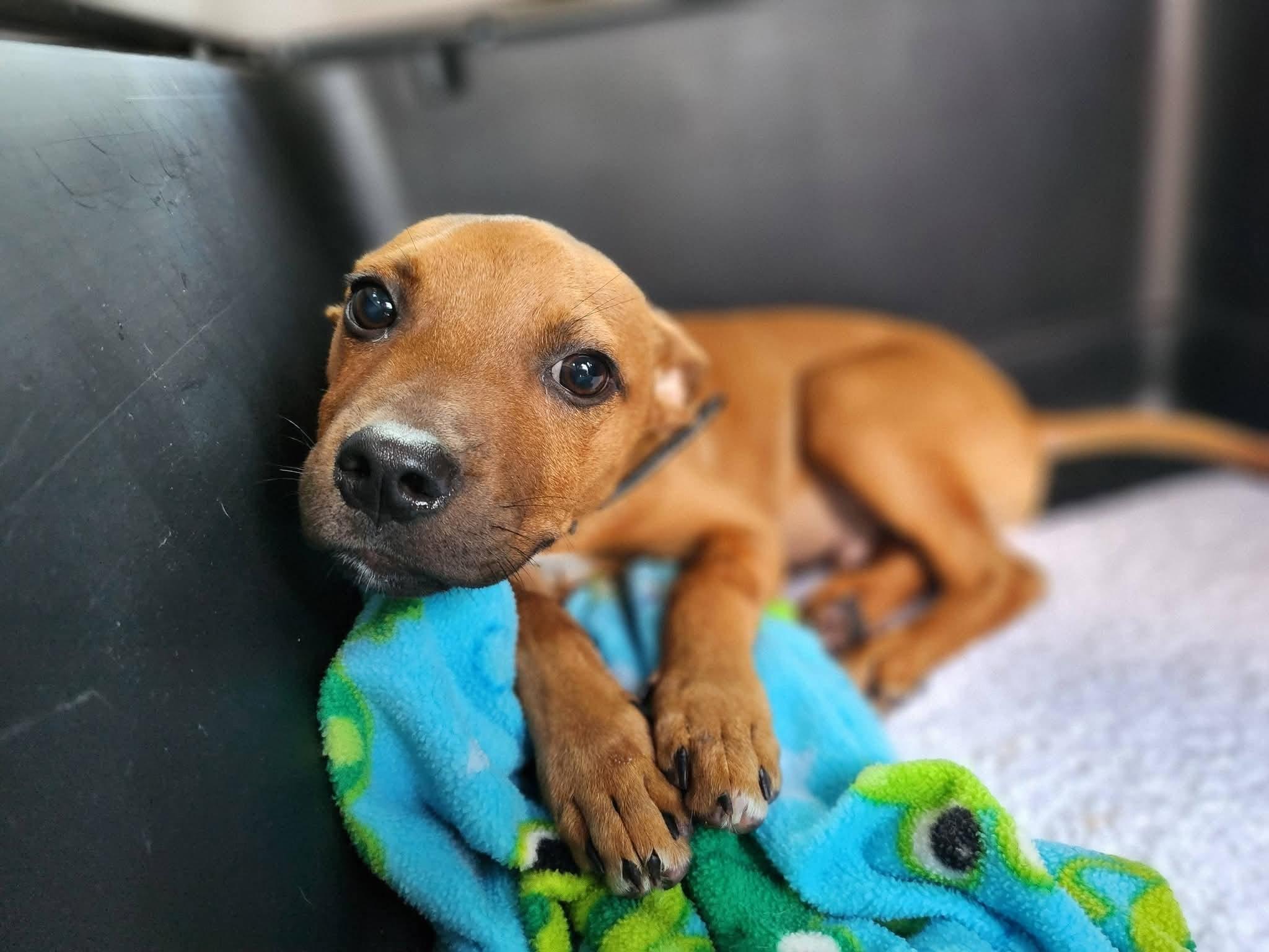 Enlarge Opie, a ADOPTABLE mixed breed in Collierville, TN image 6/6
