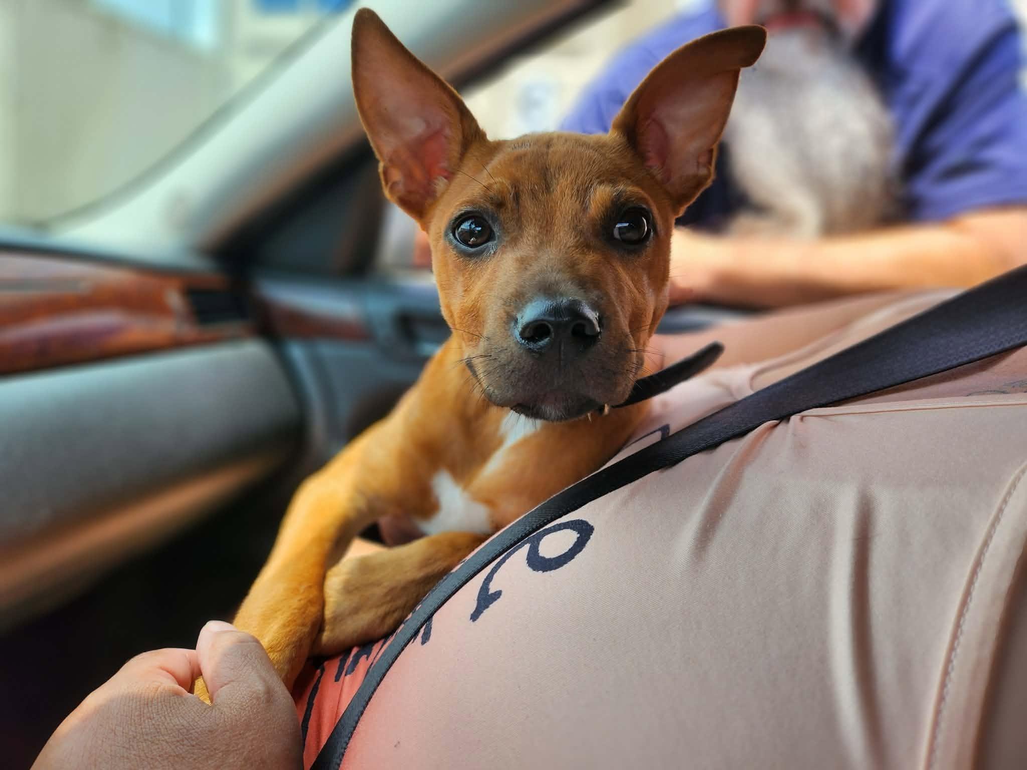 Enlarge Opie, a ADOPTABLE mixed breed in Collierville, TN image 4/6