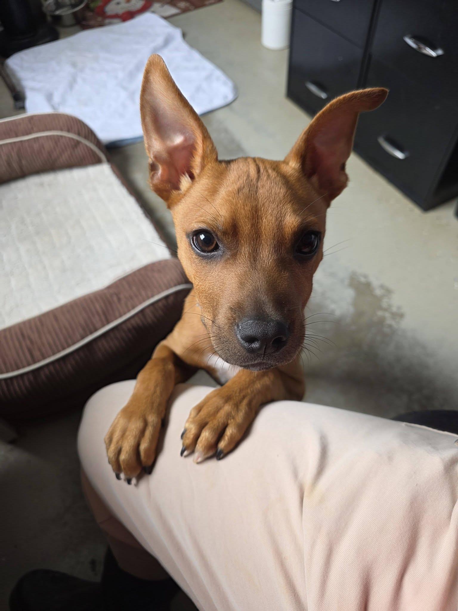 Enlarge Opie, a ADOPTABLE mixed breed in Collierville, TN image 3/6
