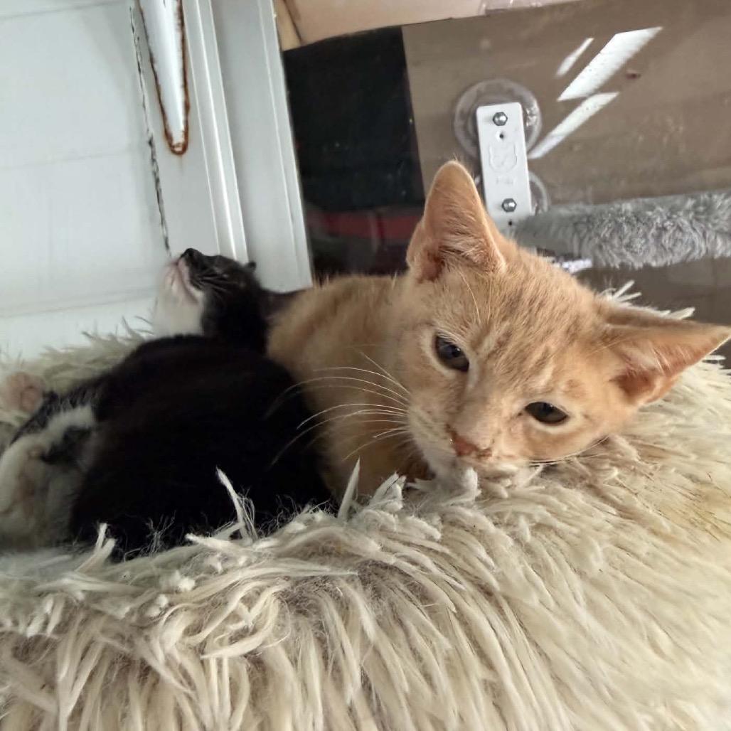 Beckham, Adoptable, Kitten Male Domestic Short Hair.