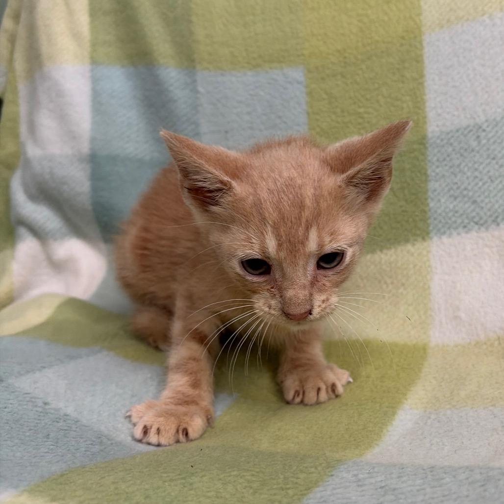 Beckham, a Adoptable Domestic Short Hair in West Point, MS image 2/5