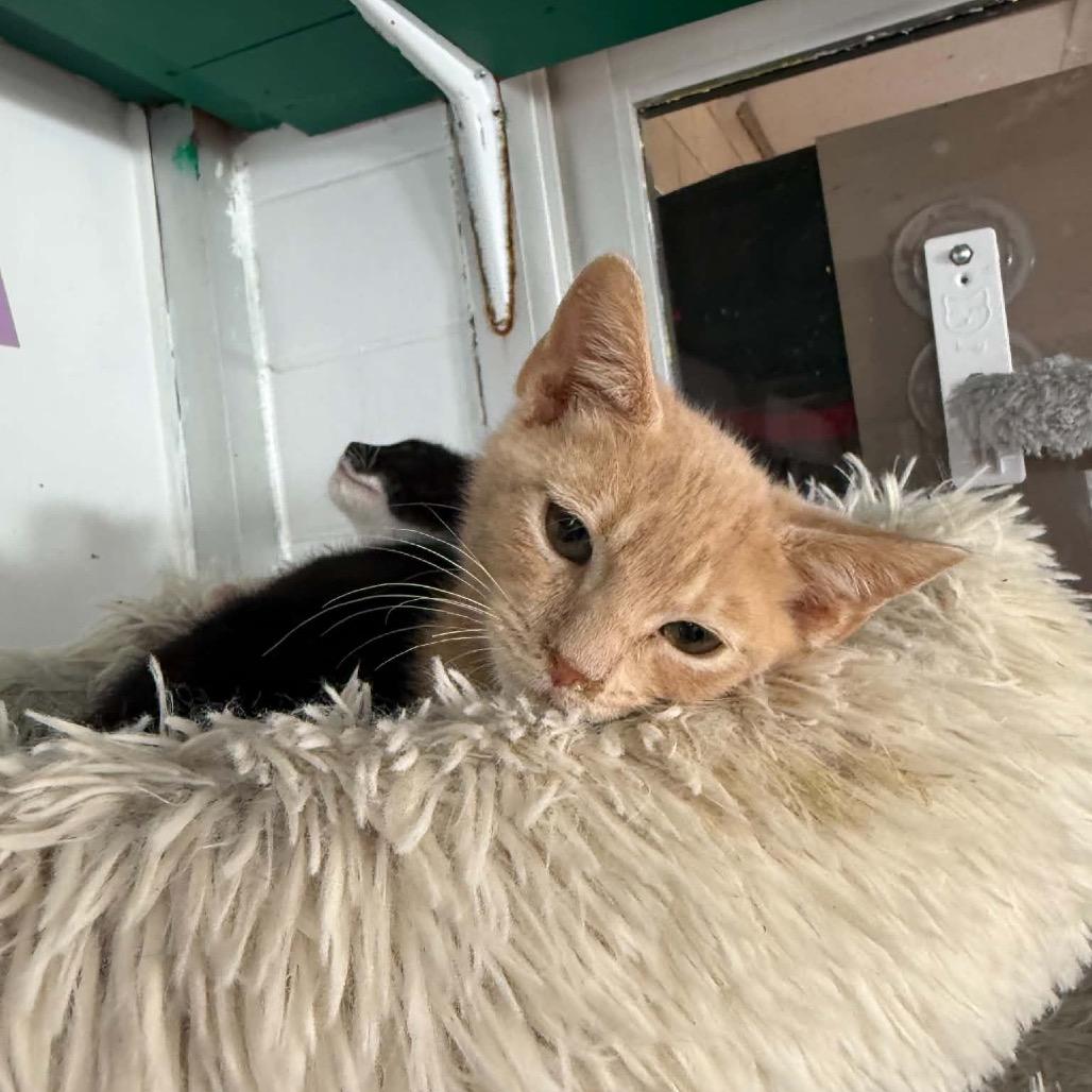 Beckham, a Adoptable Domestic Short Hair in West Point, MS image 3/5
