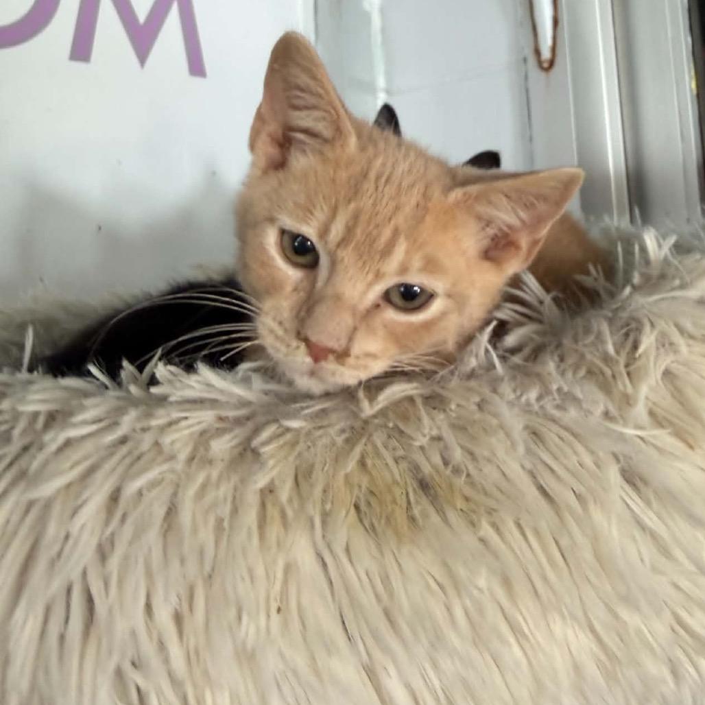 Beckham, a Adoptable Domestic Short Hair in West Point, MS image 4/5