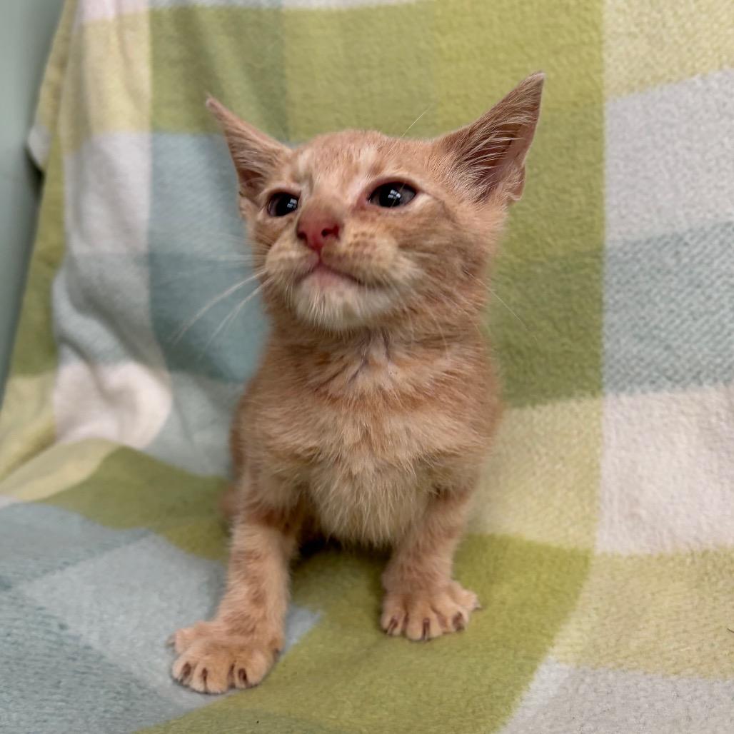 Beckham, a Adoptable Domestic Short Hair in West Point, MS image 5/5