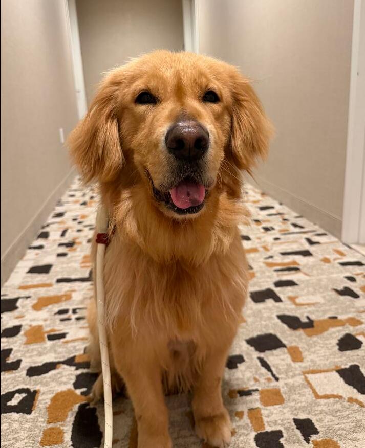 Reina, a Adoptable Golden Retriever in Long Island City, NY image 1/6