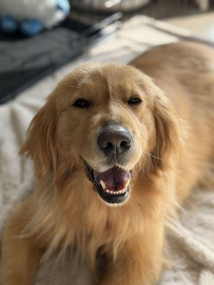 Reina, a Adoptable Golden Retriever in Long Island City, NY image 2/6