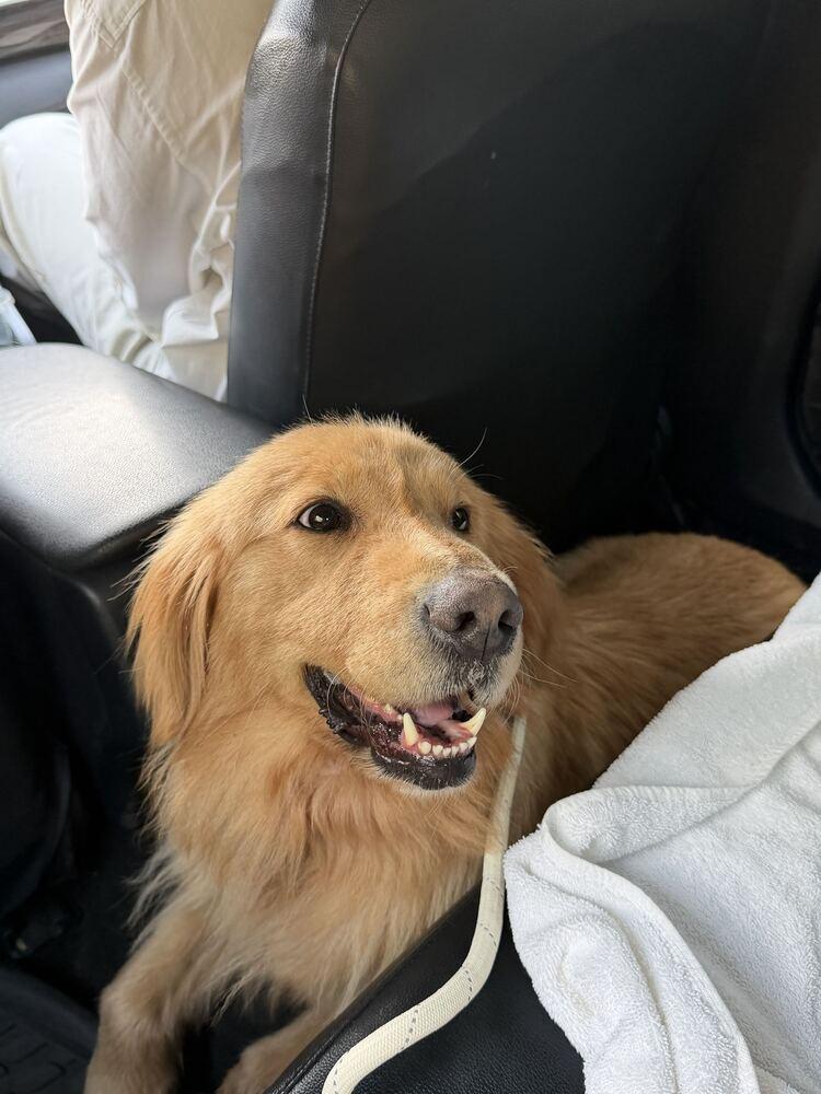 Reina, a Adoptable Golden Retriever in Long Island City, NY image 3/6