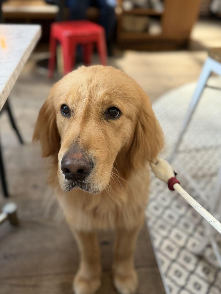 Reina, a Adoptable Golden Retriever in Long Island City, NY image 4/6