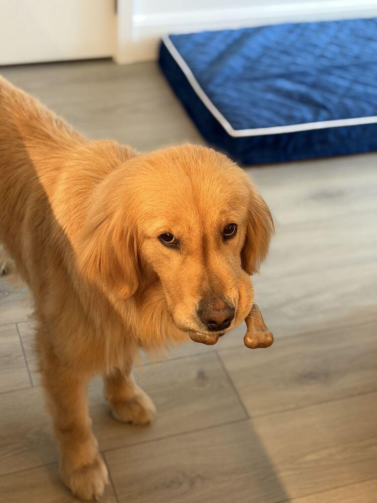 Reina, a Adoptable Golden Retriever in Long Island City, NY image 5/6