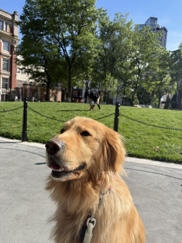Reina, a Adoptable Golden Retriever in Long Island City, NY image 6/6