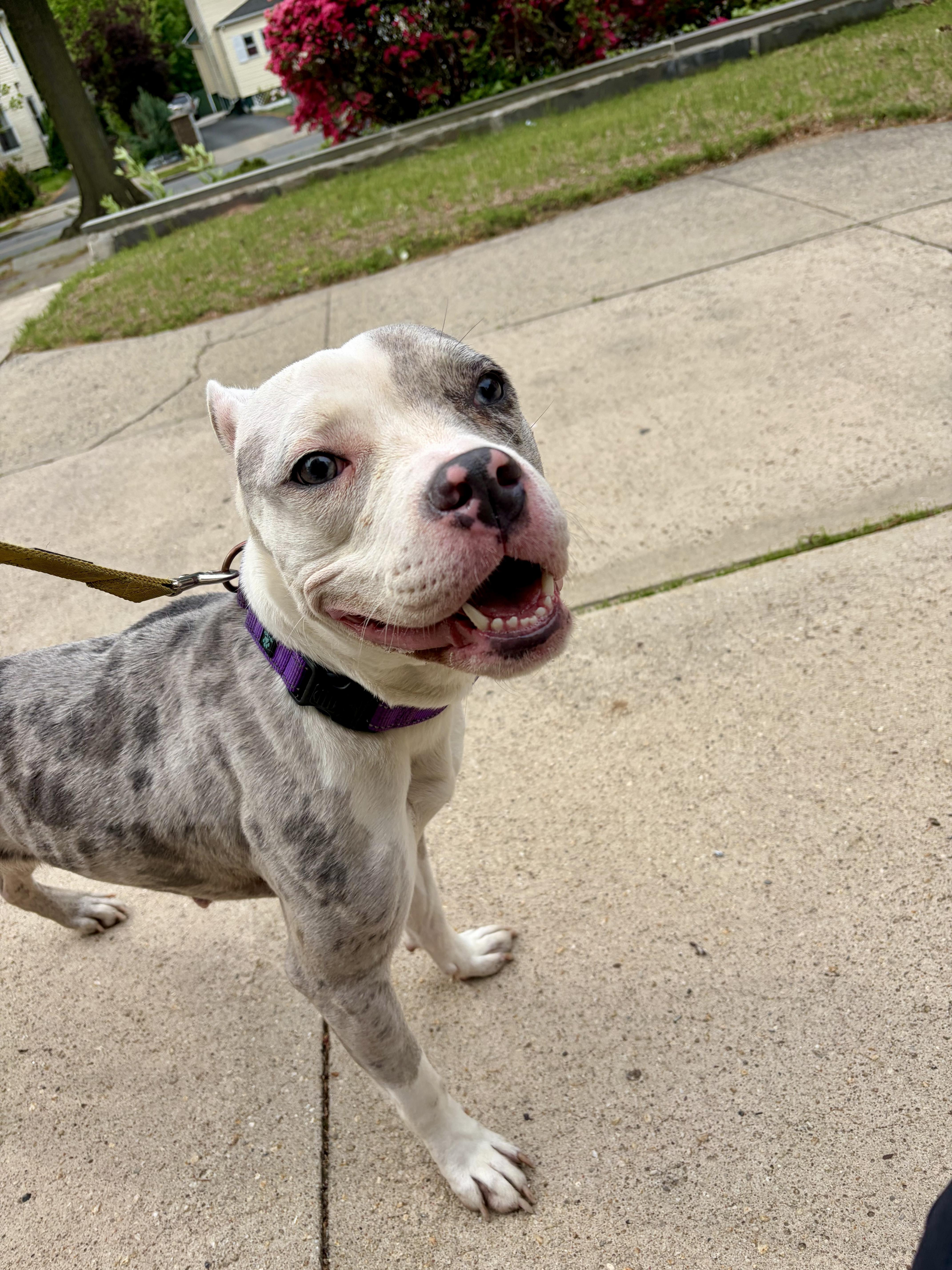 Aubrey , a ADOPTABLE American Staffordshire Terrier in East Orange, NJ image 2/6