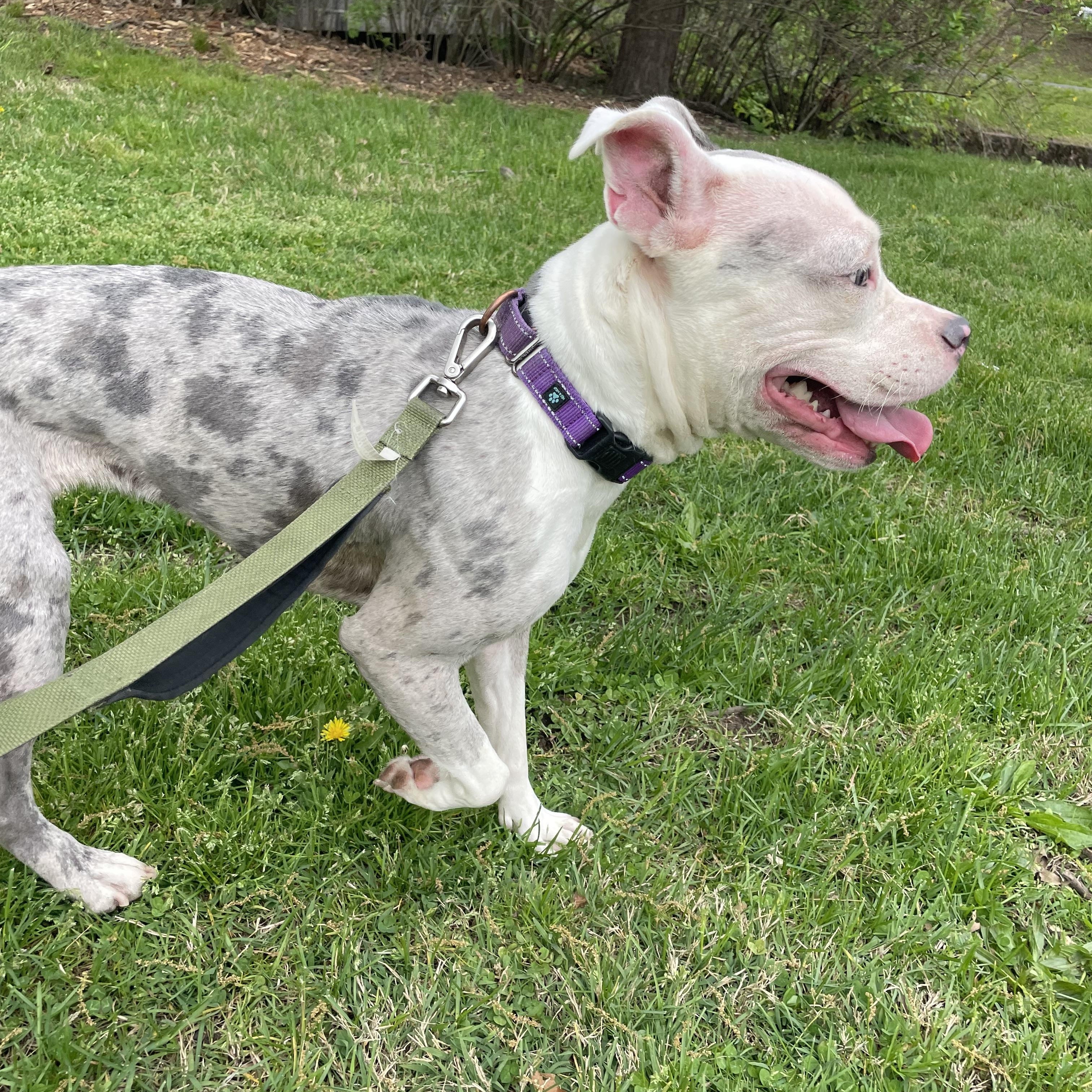 Aubrey , a ADOPTABLE American Staffordshire Terrier in East Orange, NJ image 5/6