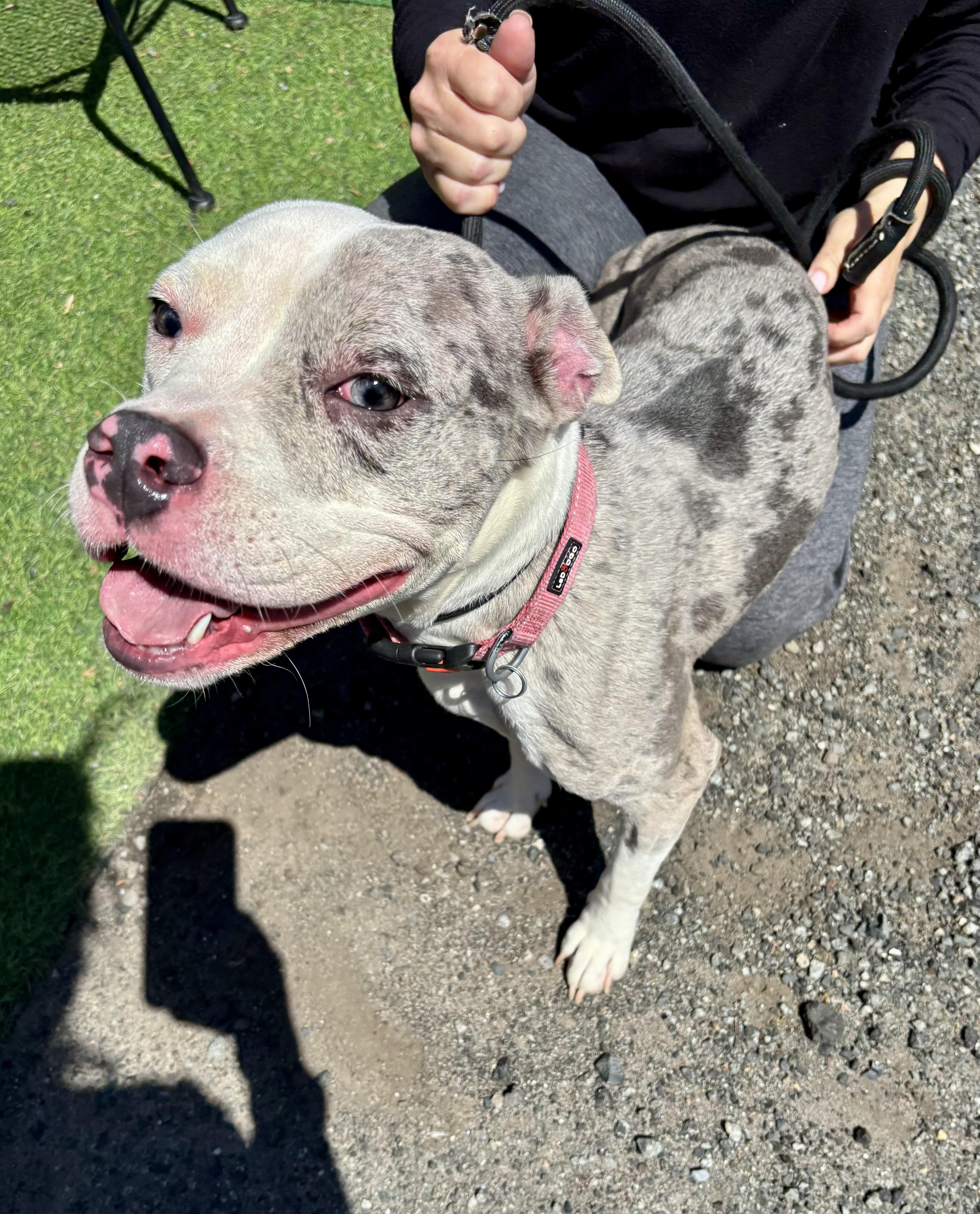 Aubrey , ADOPTABLE, Adult Female American Staffordshire Terrier.