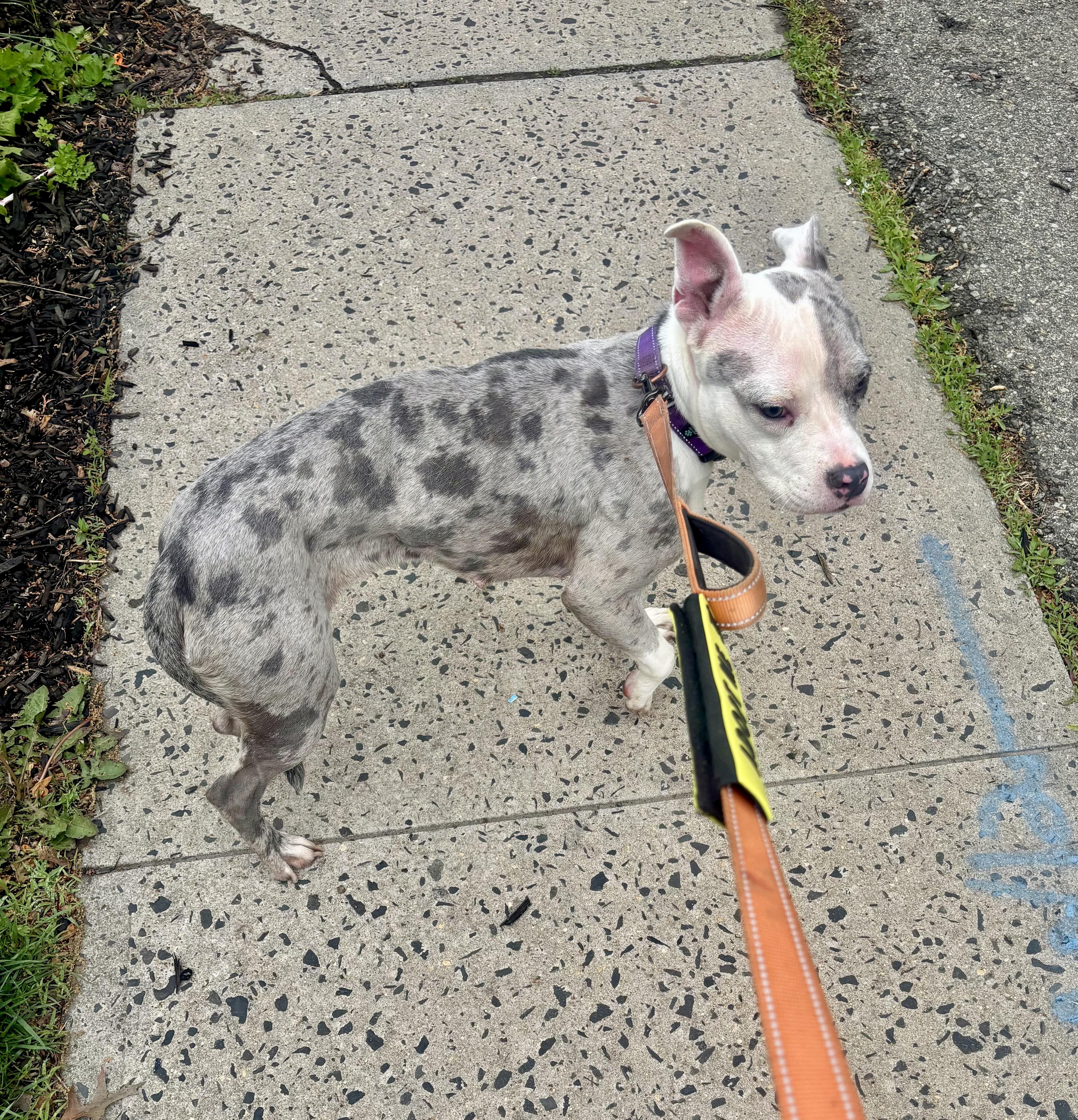 Aubrey , a ADOPTABLE American Staffordshire Terrier in East Orange, NJ image 3/6