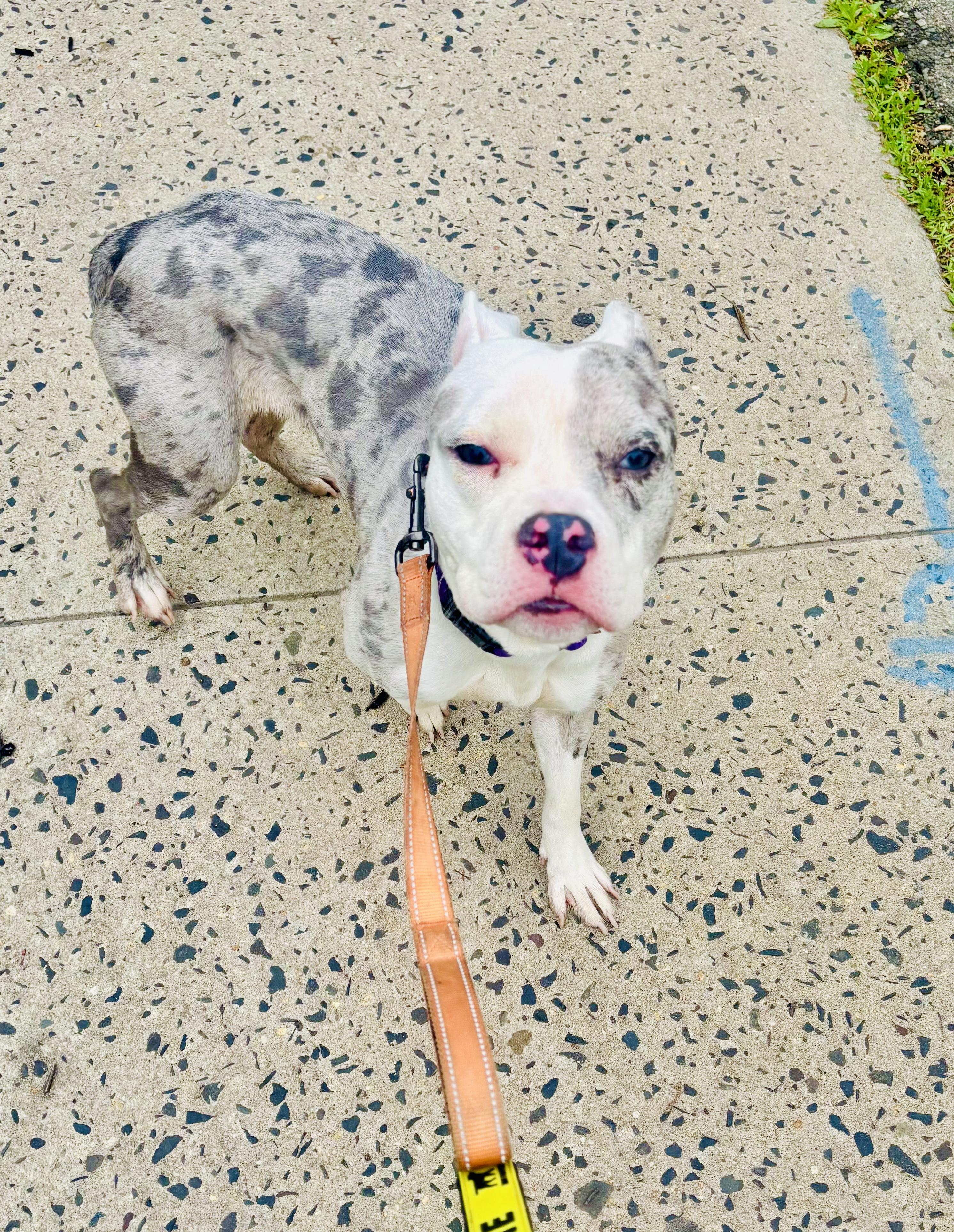 Aubrey , a ADOPTABLE American Staffordshire Terrier in East Orange, NJ image 4/6