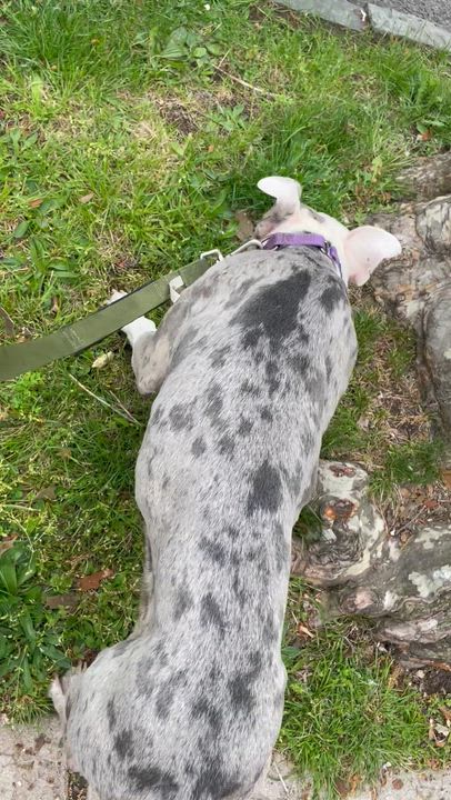 Enlarge Aubrey , a ADOPTABLE American Staffordshire Terrier in East Orange, NJ video 6/6