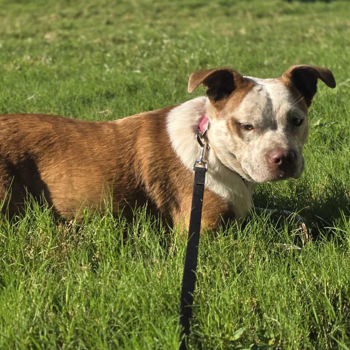 Cinnamon — thumbnail 2