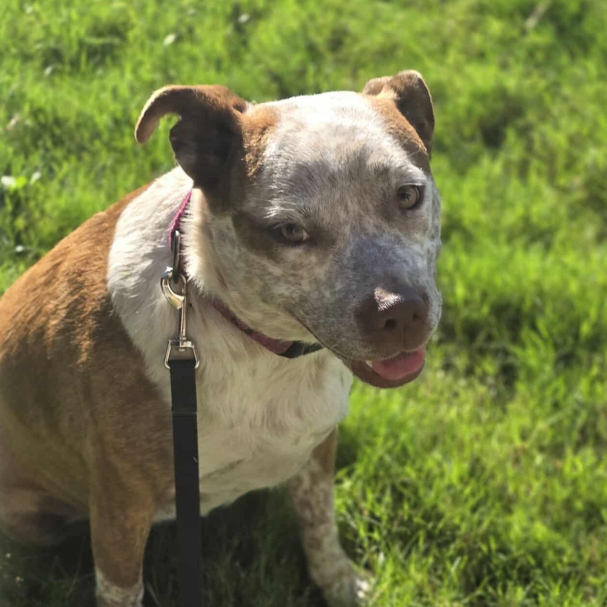 Cinnamon — thumbnail 4