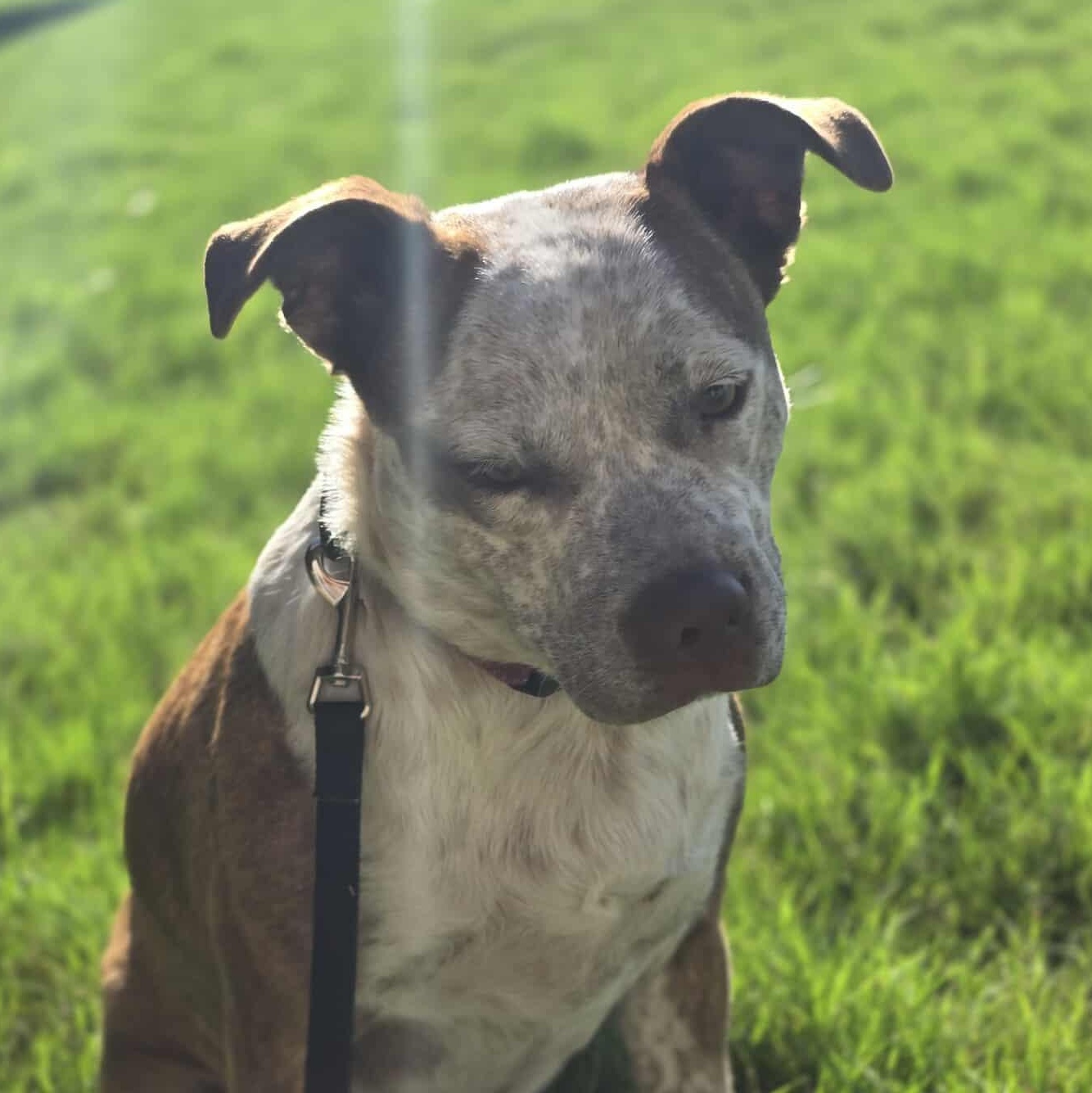 Cinnamon — thumbnail 5