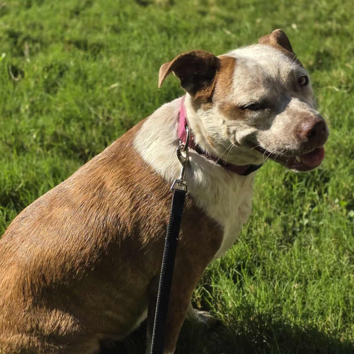 Cinnamon — thumbnail 6