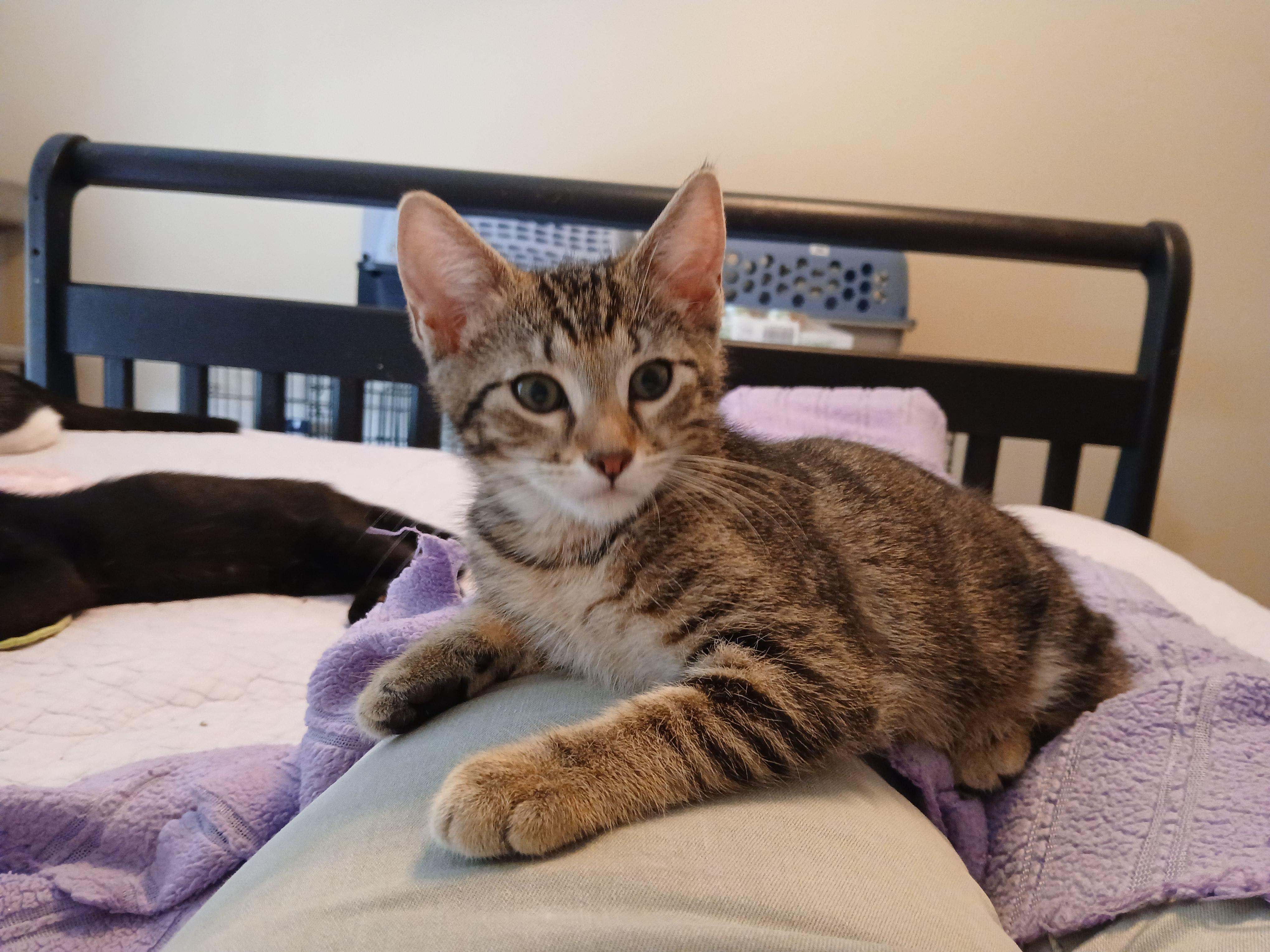 Orla, ADOPTABLE, Kitten Female Domestic Short Hair.