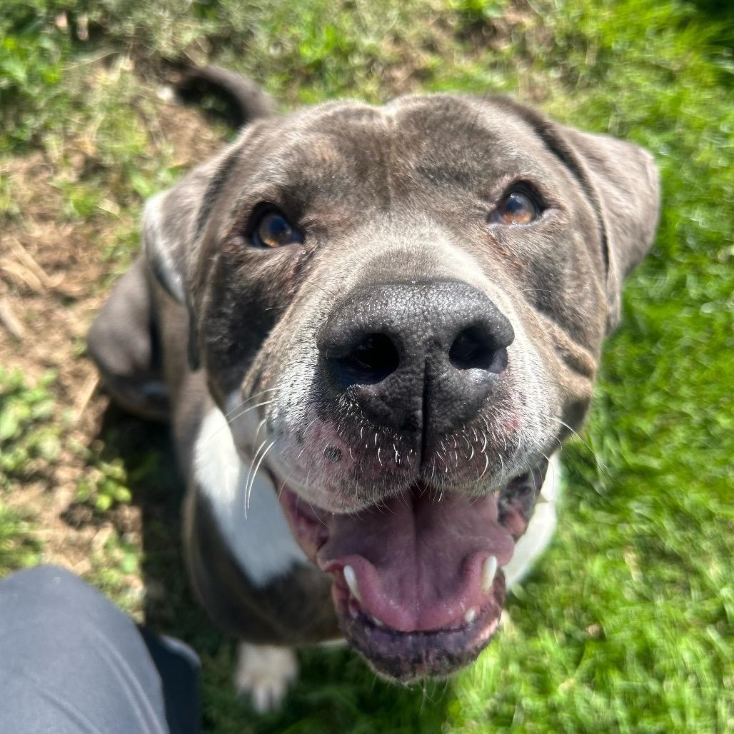 Ricky, Adoptable, Adult Male Mastiff & Mixed Breed.