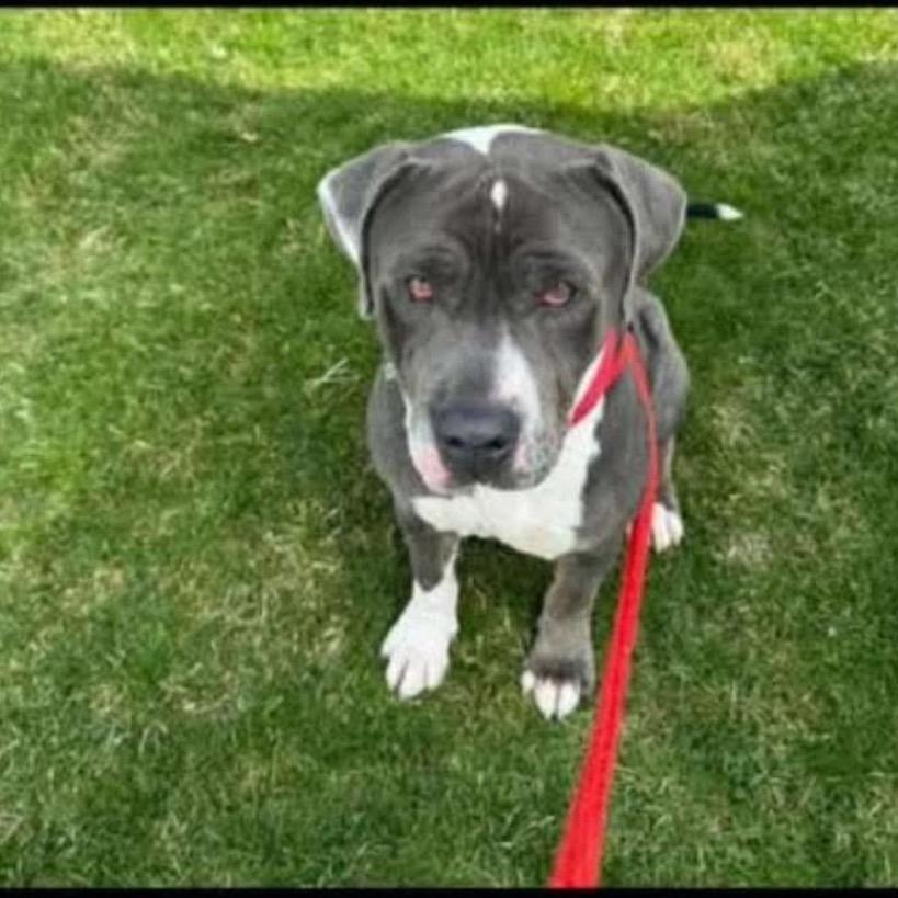 Enlarge Ricky, a Adoptable mixed breed in Nampa, ID image 1/4