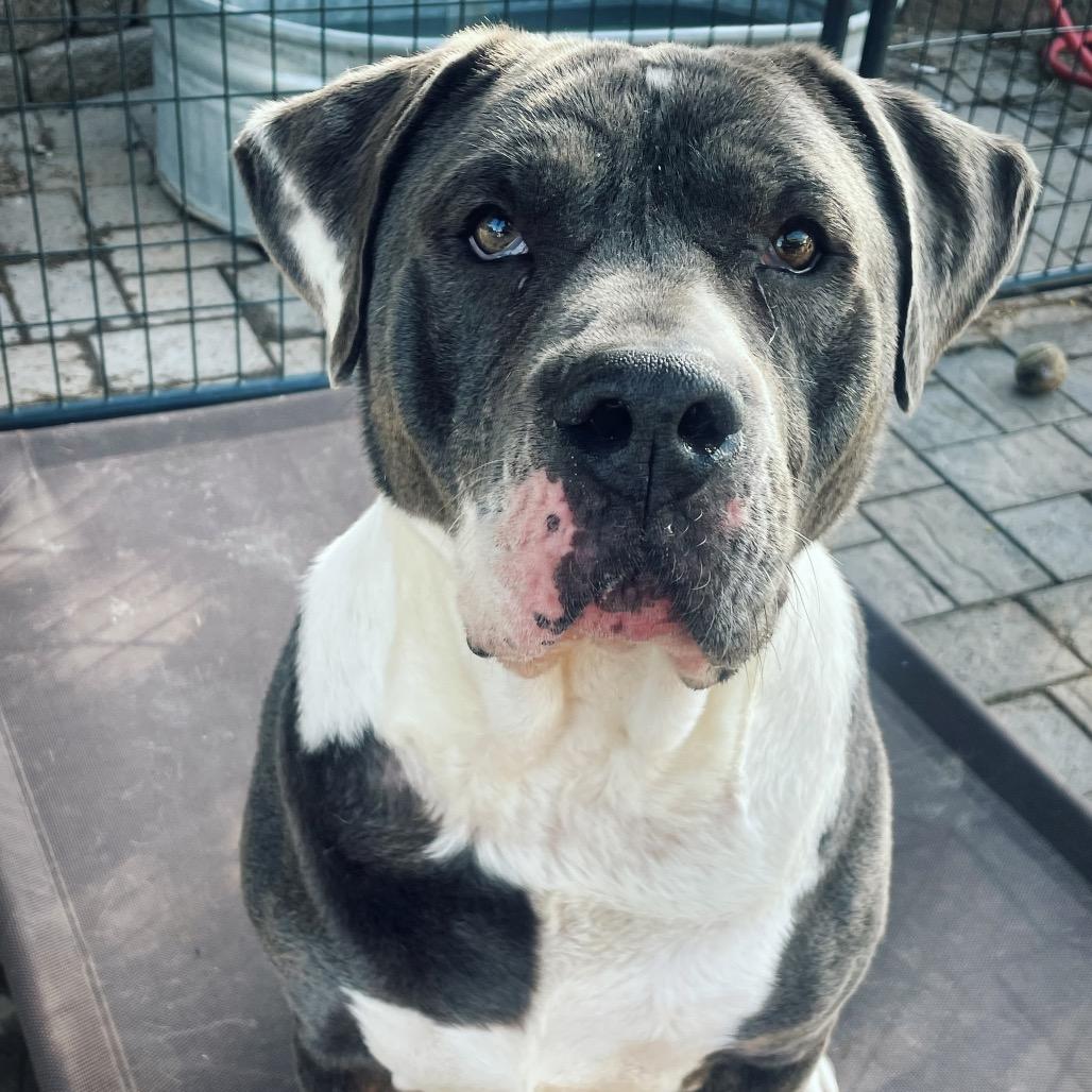 Enlarge Ricky, a Adoptable mixed breed in Nampa, ID image 2/4