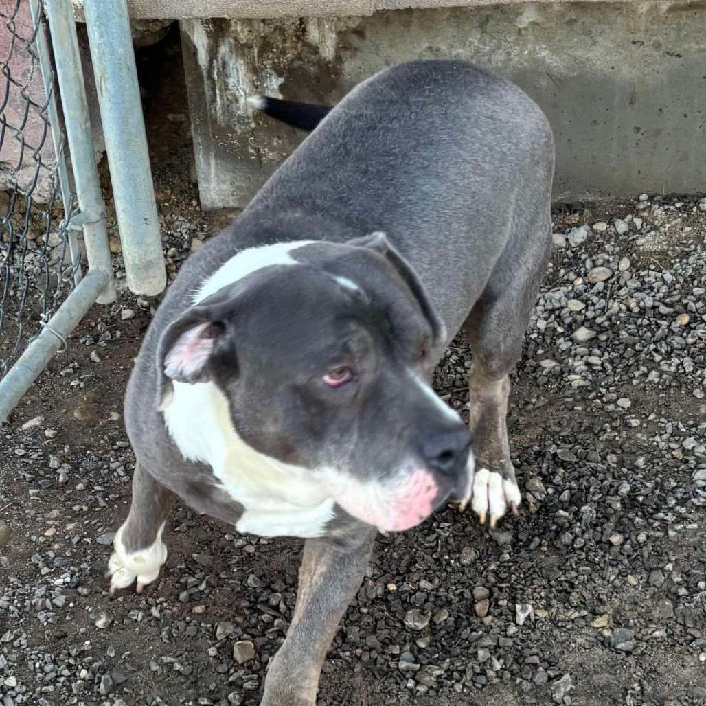 Enlarge Ricky, a Adoptable mixed breed in Nampa, ID image 3/4