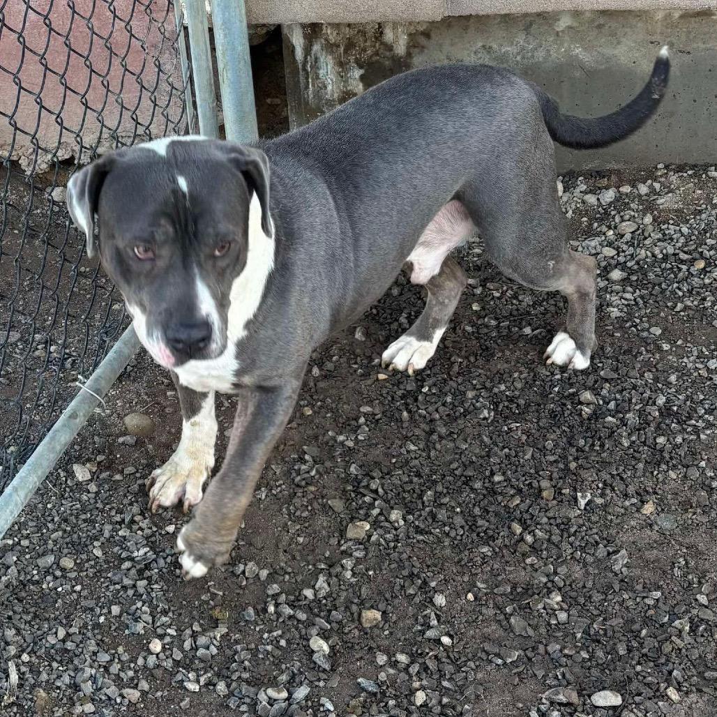 Enlarge Ricky, a Adoptable mixed breed in Nampa, ID image 4/4