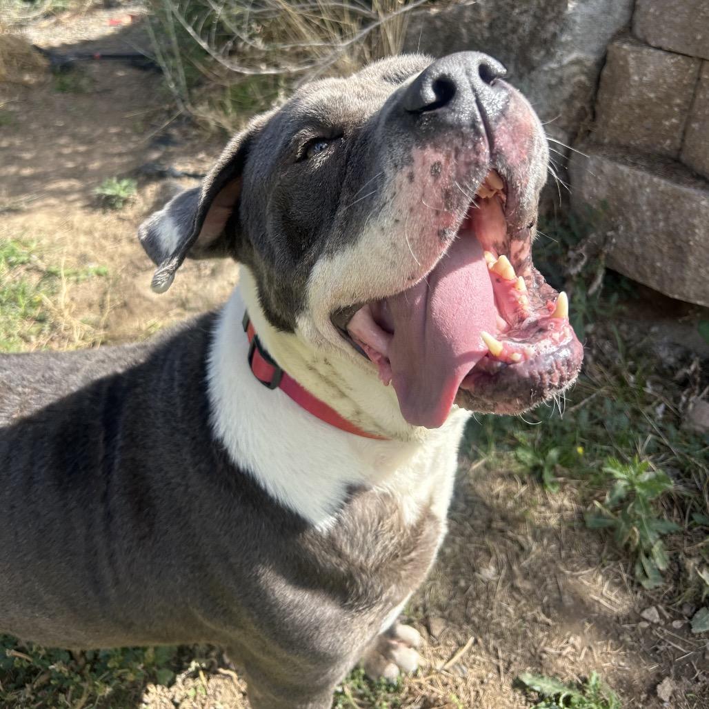 Enlarge Ricky, a Adoptable mixed breed in Nampa, ID image 6/6