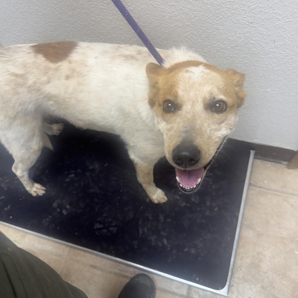 Enlarge Ruby, a Adoptable mixed breed in Collinsville , OK image 1/1