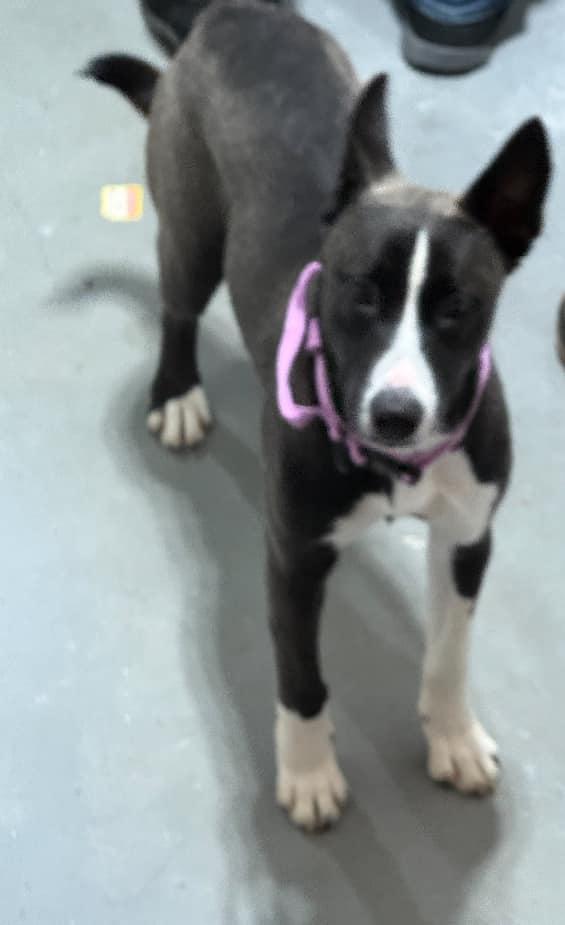 Peppa, Young Female Mixed Breed