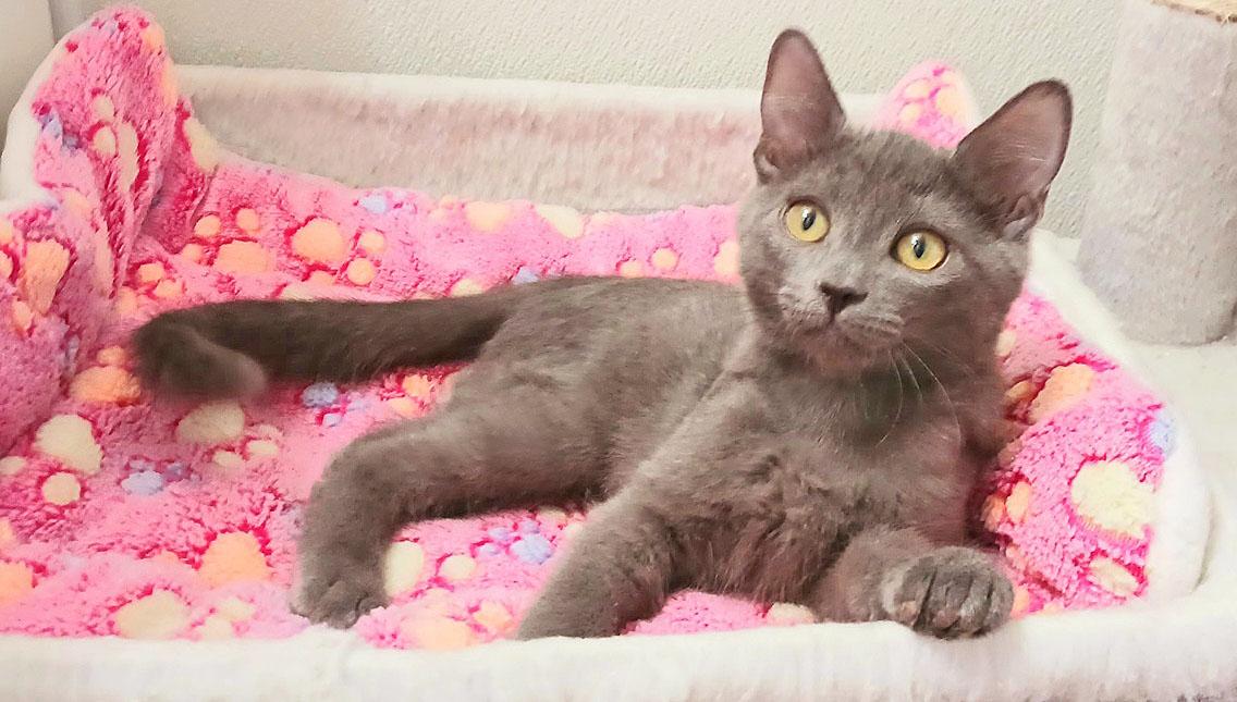 Matilda Quinn, ADOPTABLE, Kitten Female Russian Blue.