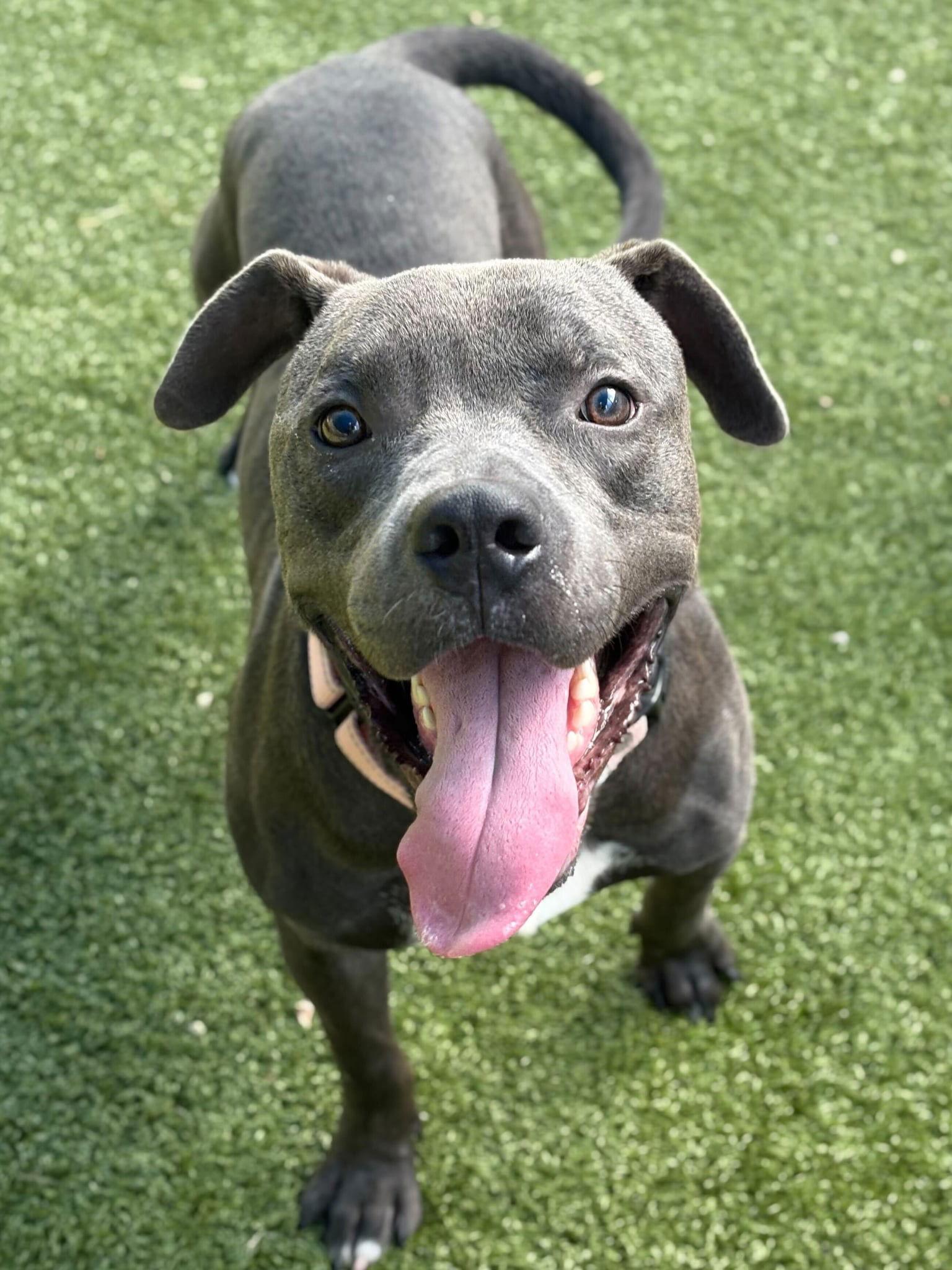 Storm, Adoptable, Adult Male Pit Bull Terrier.