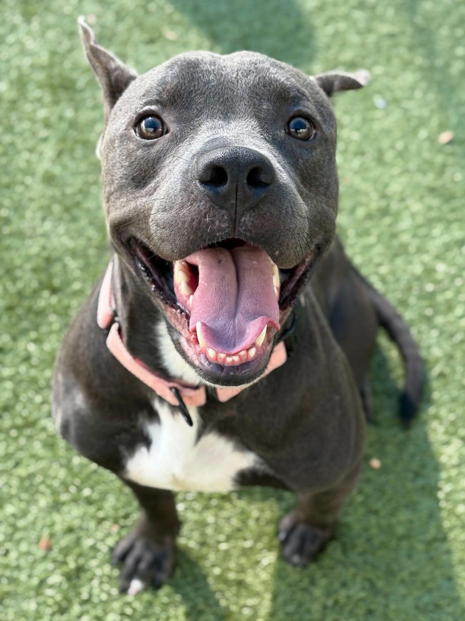 Storm, a Adoptable Pit Bull Terrier in Newport, NH image 1/3